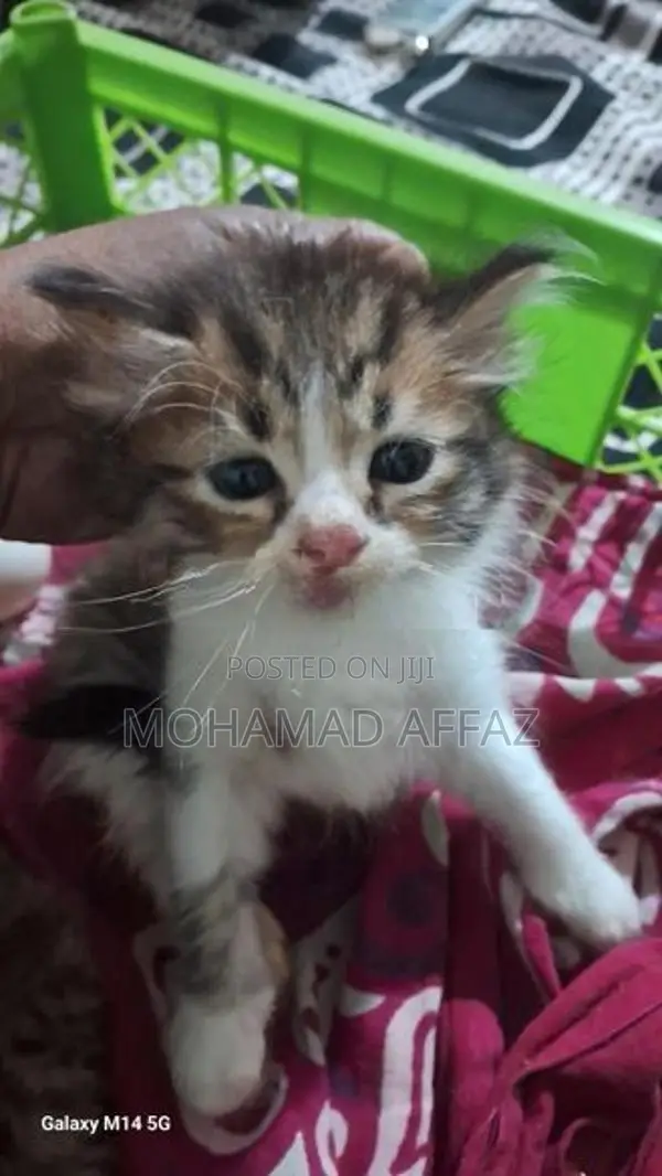Persian Kittens