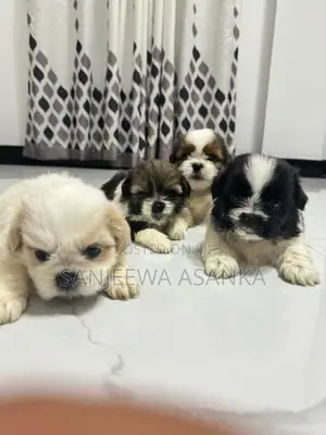 Shih Tzu Puppies