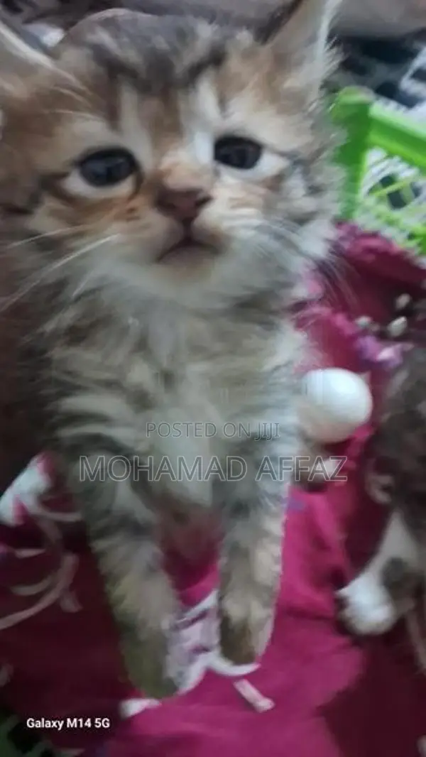 Persian Kittens