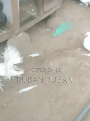 Pigeon