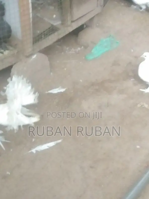 Pigeon
