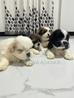 Shih Tzu Puppies