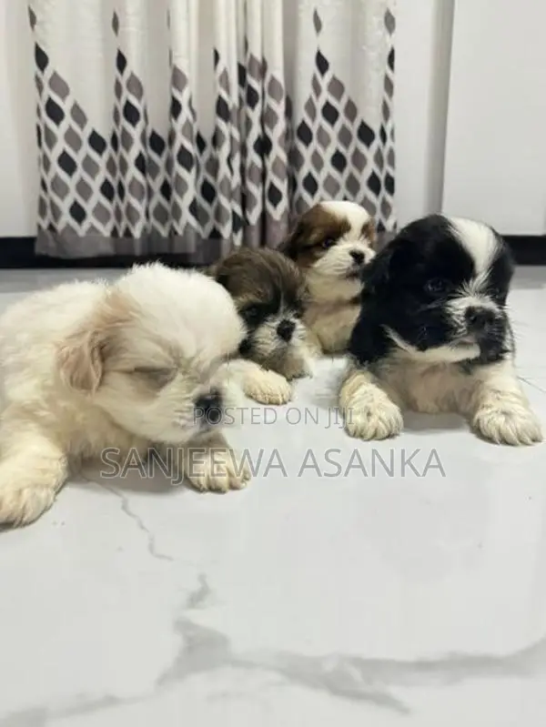 Shih Tzu Puppies