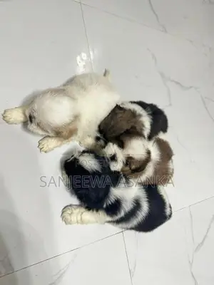 Shih Tzu Puppies