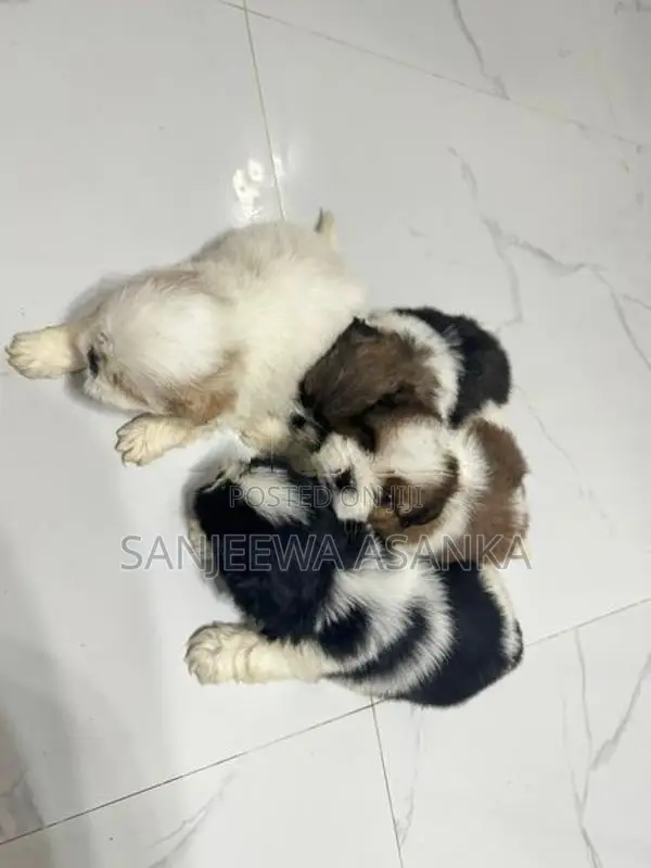 Shih Tzu Puppies
