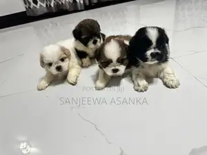 Shih Tzu Puppies