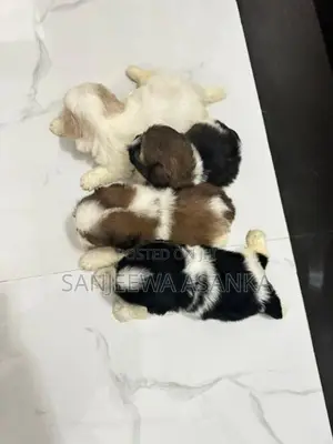 Shih Tzu Puppies