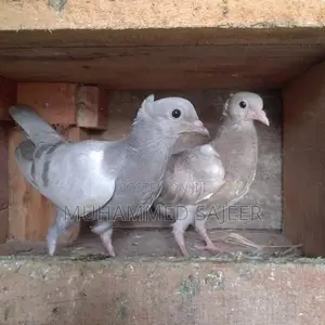 Pigeons