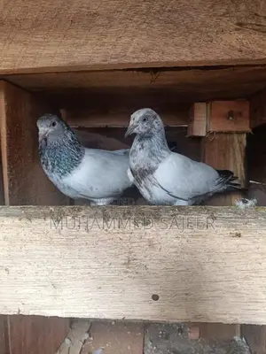 Pigeons