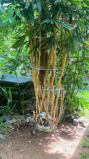 මැලේසියන් උණ පඳුරු
