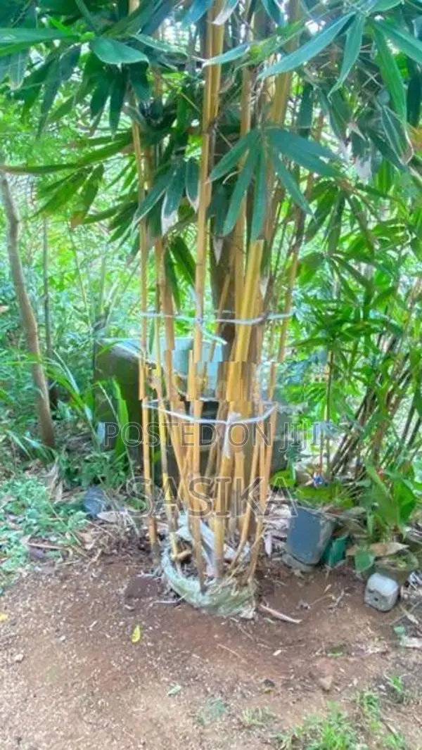 මැලේසියන් උණ පඳුරු