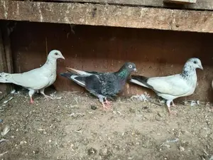 Pigeons