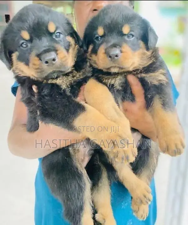 Rottweiler Puppies