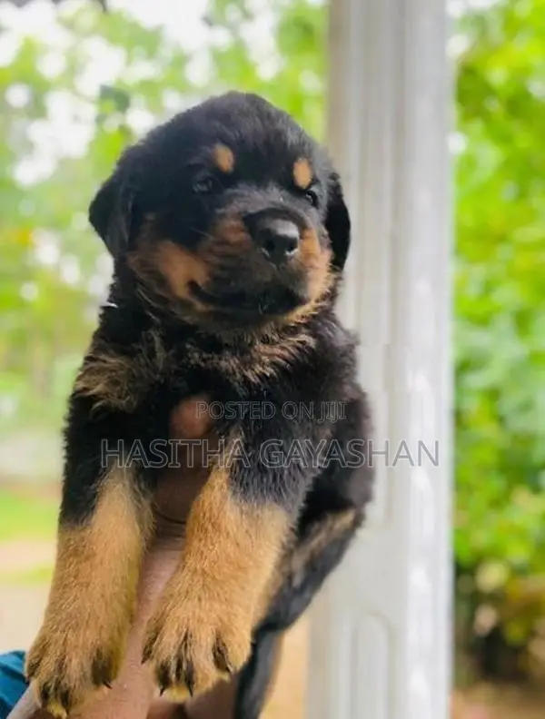 Rottweiler Puppies