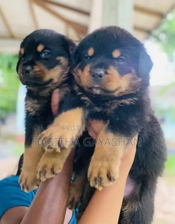 Rottweiler Puppies