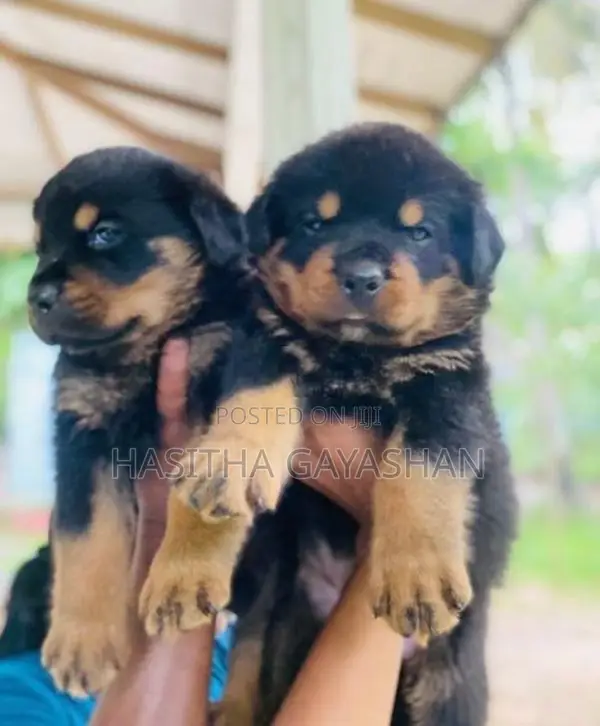 Rottweiler Puppies