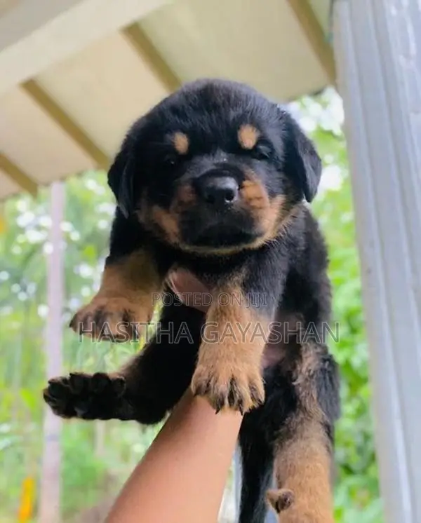 Rottweiler Puppies