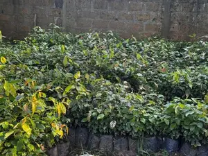 කුරුදු පැළ