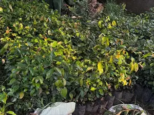 කුරුදු පැළ