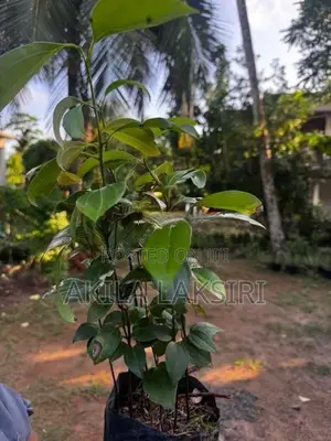 කුරුදු පැළ