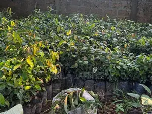කුරුදු පැළ