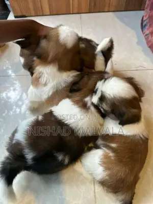 Shih Tzu Puppy