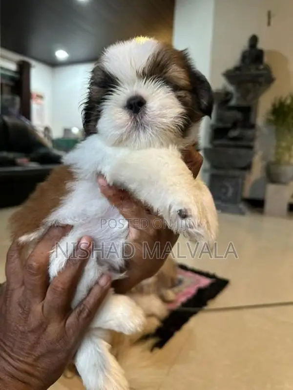 Shih Tzu Puppy