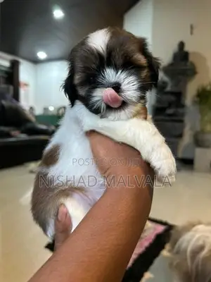 Shih Tzu Puppy