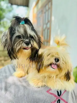 Shih Tzu Puppy