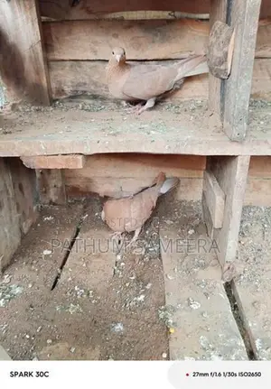 Pigeon