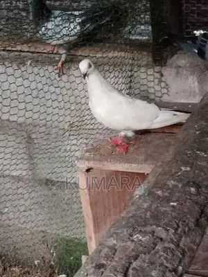Pigeon