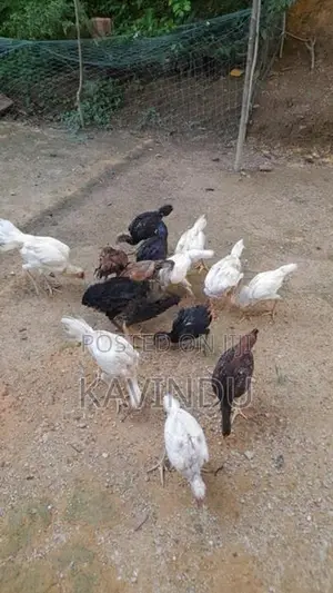 Kikiliyan