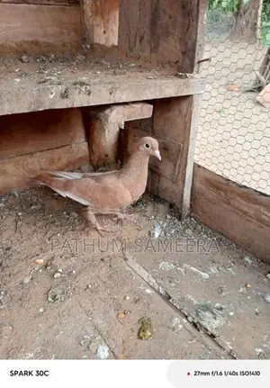 Pigeon
