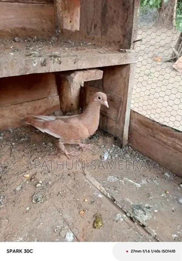 Pigeon