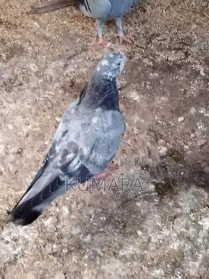 Pigeon
