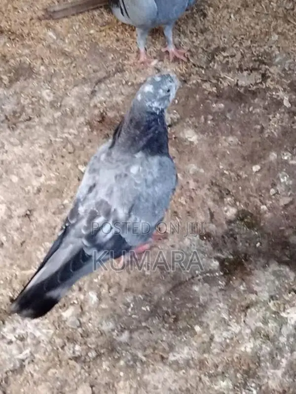 Pigeon