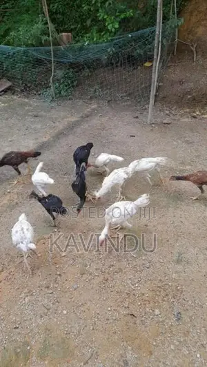 Kikiliyan