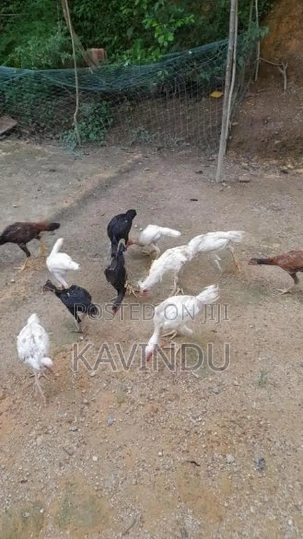 Kikiliyan