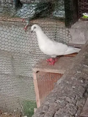 Pigeon