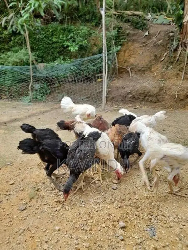 Kikiliyan