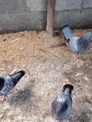 Pigeon