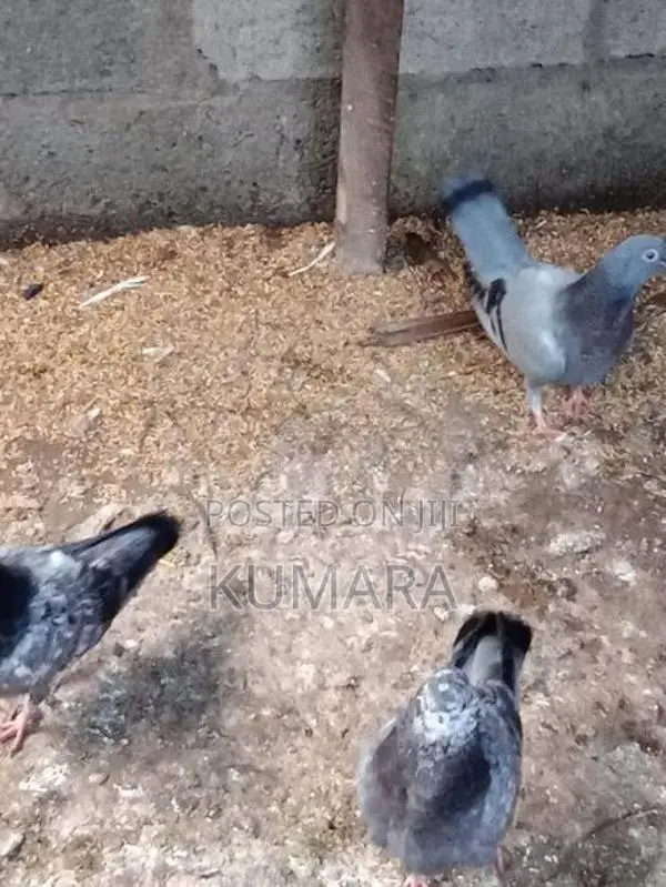 Pigeon
