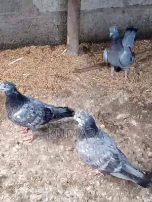 Pigeon