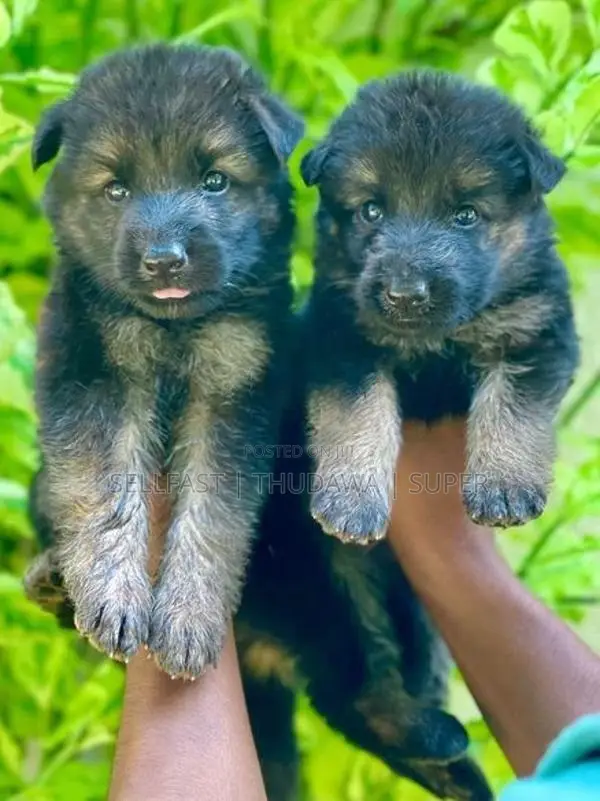 German Shepherd Long Coat Puppies
