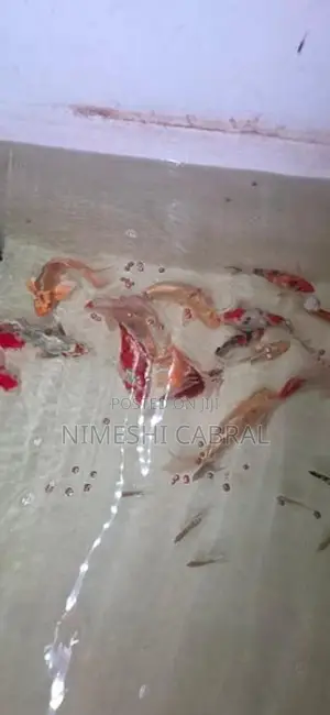 Koi Fish