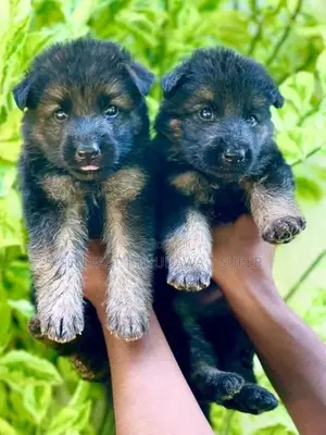 German Shepherd Long Coat Puppies