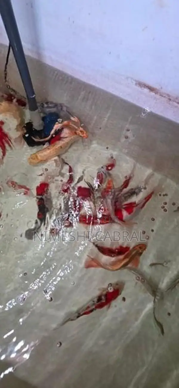 Koi Fish