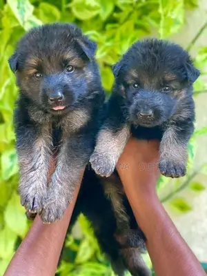 German Shepherd Long Coat Puppies