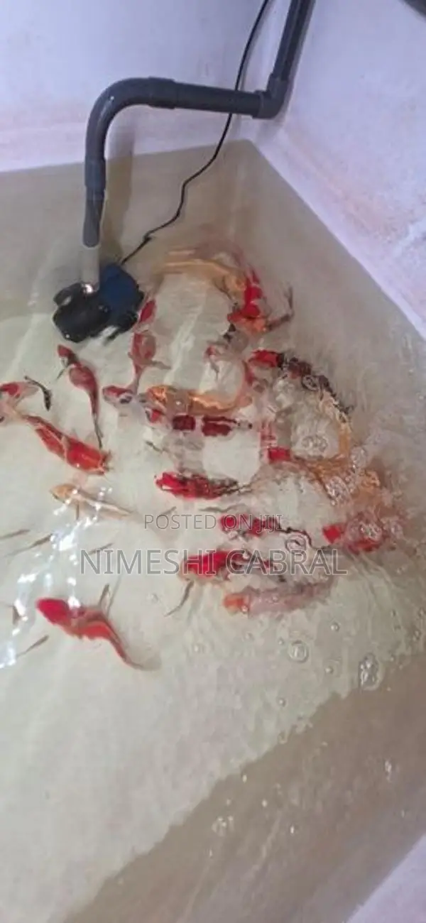 Koi Fish