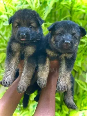 German Shepherd Long Coat Puppies